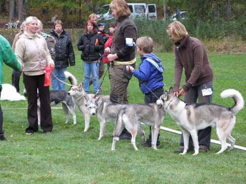BIS Avelsgrupp Starax Kennel2