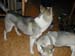 DSCN0984